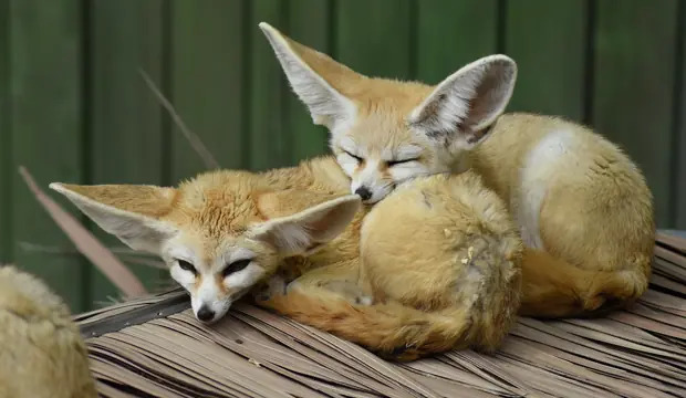two fenecs